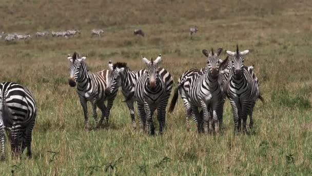 Grant Zebra Equus Burchelli Boehmi Herd Savannah Masai Mara Park — 图库视频影像