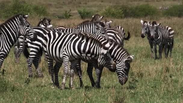 Grant Zebra Equus Burchelli Boehmi Herd Savannah Masai Mara Park — Vídeos de Stock