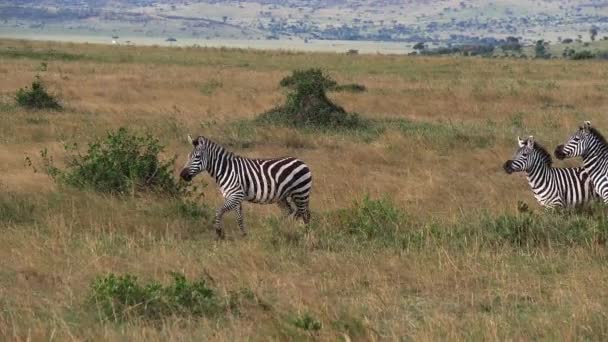 グラントのゼブラ エクウス ブルチェッリ ボエミ サバンナを走るグループ ケニアのマサイ マラ公園 スローモーション — ストック動画
