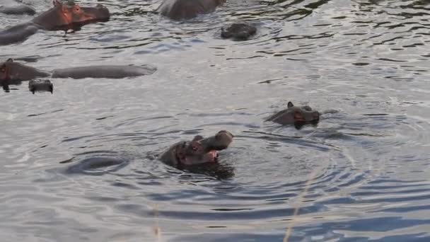 Hippopotame Hippopotame Amphibie Groupe Debout Dans Rivière Bâillement Parc Masai — Video