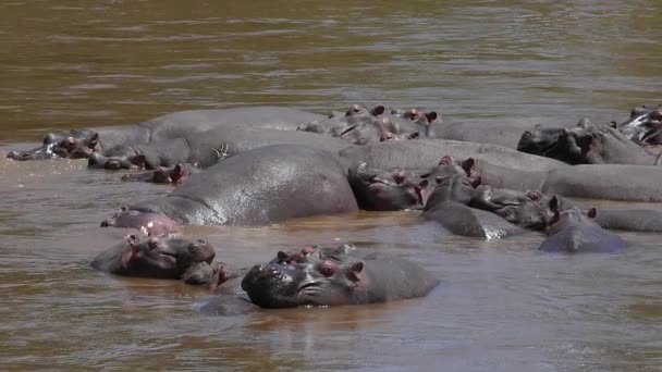 Hipopotam Hipopotam Amfibia Grupa Stojąca Rzece Park Masai Mara Kenii — Wideo stockowe