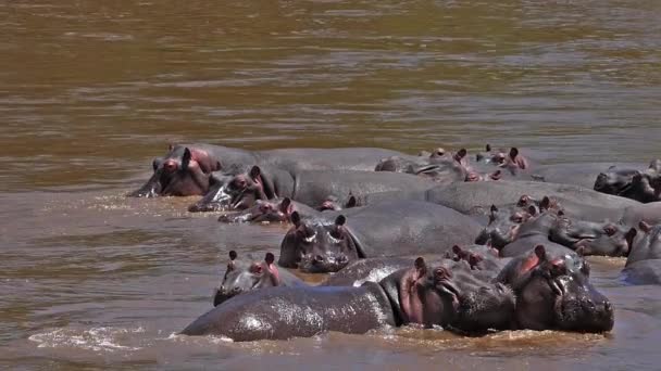 Hippopotamus Nijlpaard Amfibie Groep Rivier Masai Mara Park Kenia Slow — Stockvideo