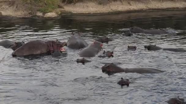 Hipopótamo Anfibio Hipopótamo Grupo Pie Río Masai Mara Parque Kenia — Vídeos de Stock