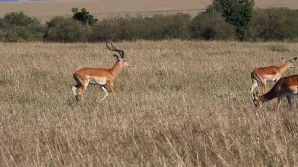 Impala, aepyceros melampus, Hommes et Femmes, Masai Mara Park au Kenya, course, ralenti 