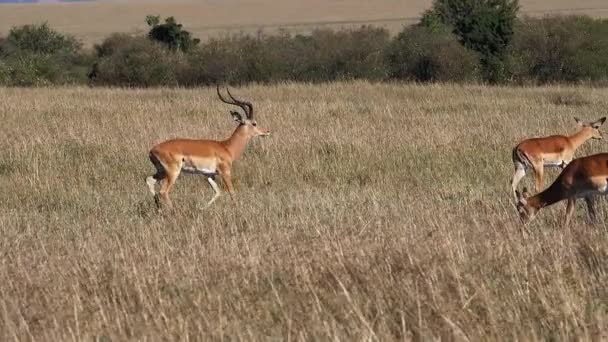 Impala Aepyceros Melampus Male Females Masai Mara Park Kenya Running — Stock Video