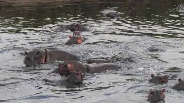 Hippopotame Hippopotame Amphibie Groupe Debout Dans Rivière Parc Masai Mara — Video