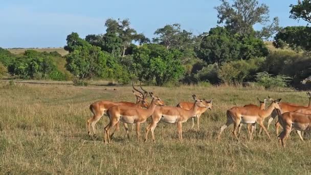 Impala Aepyceros Melampus Masculino Fêmeas Masai Mara Park Quênia Câmera — Vídeo de Stock