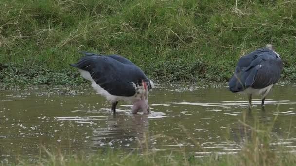 Marabou Stork Leptoptilos Crumeniferus Групповая Рыбалка Водной Яме Парк Масаи — стоковое видео