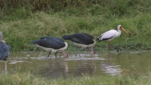 Marabou Stork Leptoptilos Crumeniferus Yellow Billed Stork Mycteria Ibis Group — Stockvideo