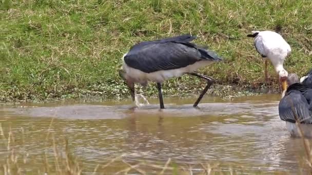 Marabou Stork Leptoptilos Crumeniferus Yellow Billed Stork Mycteria Ibis Ομαδική — Αρχείο Βίντεο