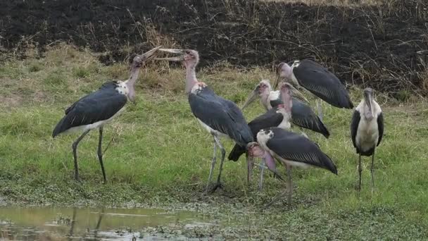 Marabou Stork Leptoptilos Crumeniferus Group Fishing Water Hole Masai Mara — Stockvideo