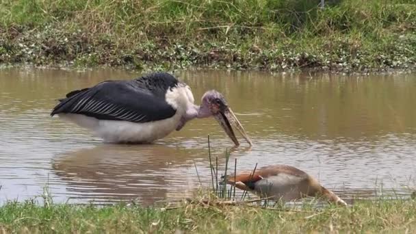 Marabou Stork Leptoptilos Crumeniferus Egyptian Geese Alopochen Aegyptiaca Water Hole — Stok video