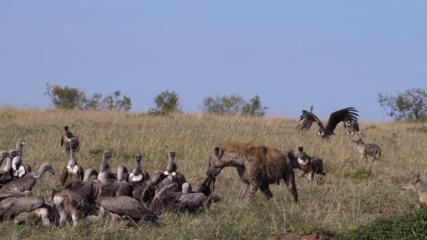 Afrikai Fehér Hátú Keselyű Gyps Africanus Ruppell Keselyű Gyps Rueppelli — Stock videók