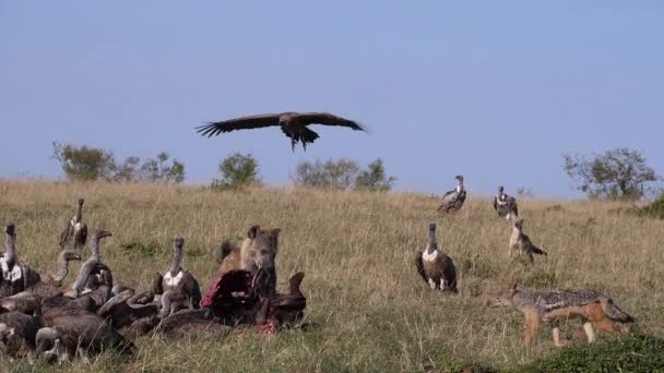 Africano Branco Apoiado Abutre Gyps Africanus Ruppell Vulture Gyps Rueppelli — Vídeo de Stock