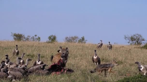 African White Backed Vulture Gyps Africanus Ruppell Vulture Gyps Rueppelli — Stock Video