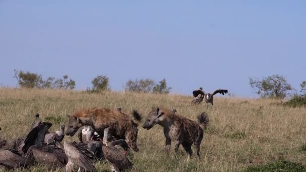 非洲白嘴秃鹫 非洲鳄鱼 Ruppell的秃鹫 红嘴松鼠 斑点鬣狗 Crocuta Crocuta 在Carcass吃饭的群体 肯尼亚的Masai Mara公园 — 图库视频影像