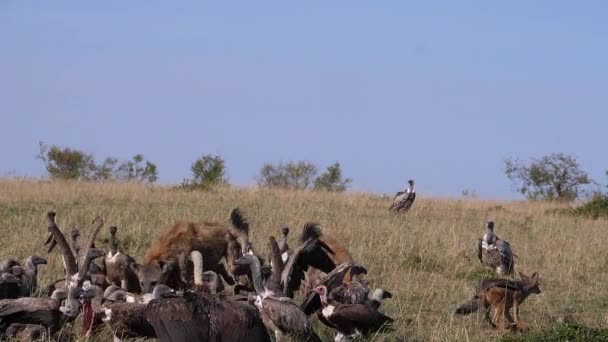 非洲白嘴秃鹫 非洲鳄鱼 Ruppell的秃鹫 金丝雀 黑背野狼 斑点鬣狗 在卡卡斯的群食 肯尼亚的马赛马拉公园 慢动作 — 图库视频影像