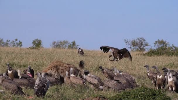 非洲白嘴秃鹫 非洲鳄鱼 Ruppell的秃鹫 红嘴松鼠 斑点鬣狗 Crocuta Crocuta 在Carcass吃饭的群体 肯尼亚的Masai Mara公园 — 图库视频影像