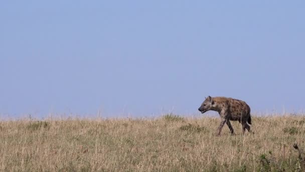 Spotted Hyena Crocuta Crocuta Adult Walking Savannah Masai Mara Park — Stockvideo