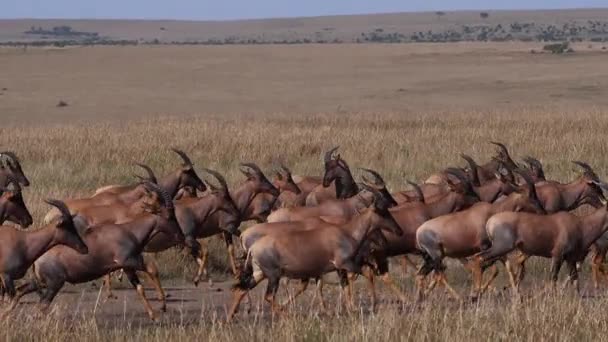 Topi Damaliscus Korrigum Grant Zebra Grupo Que Atravessa Savannah Masai — Vídeo de Stock