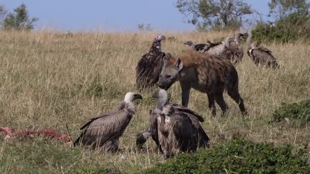非洲白嘴秃鹫 非洲土拨鼠 拉皮秃鹫或努比亚秃鹫 斑点鬣狗 Crocuta Crocuta 在Carcass吃饭的群体 肯尼亚的Masai Mara公园 慢动作 — 图库视频影像