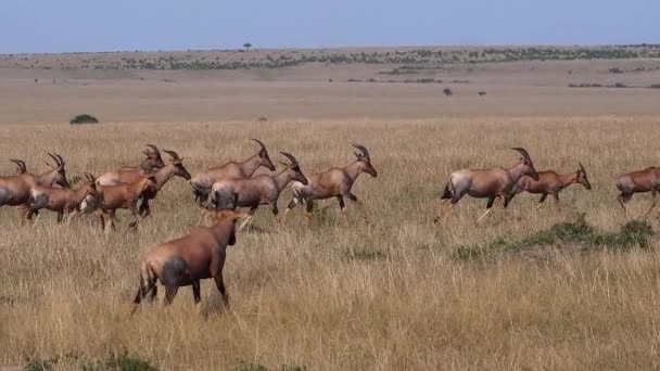 Topi Damaliscus Korrigum Pštros Skupina Projíždějící Savannah Park Masai Mara — Stock video