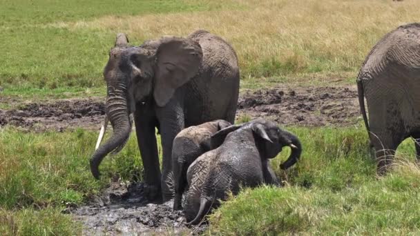 Elefantes Africanos Loxodonta Africana Grupo Pie Pantano Ternera Baño Masai — Vídeo de stock