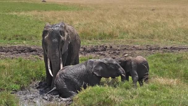 African Elephants Loxodonta Africana Group Standing Swamp Calf Having Bath — Stockvideo