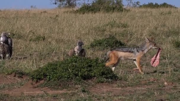 Afrika Akbabaları Çingeneler Africanus Ruppell Vulture Gyps Ruppelli Kara Sırtlı — Stok video