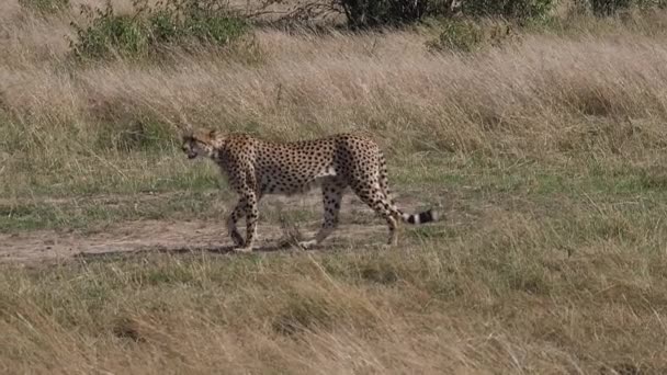 Cheetah Acinonyx Jubatus Adulto Caminhando Por Savannah Masai Mara Park — Vídeo de Stock