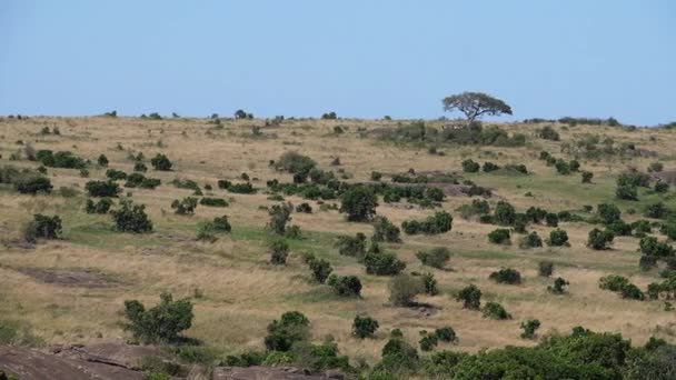 Paisagem Savana Parque Masai Mara Quênia Movimento Lento — Vídeo de Stock