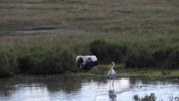 Yellow Billed Stork Mycteria Ibis Adults Standing Pond Flight Taking — стоковое видео