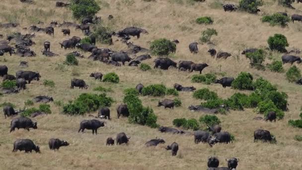 Αφρικανικό Buffalo Syncerus Caffer Herd Savannah Πάρκο Masai Mara Στην — Αρχείο Βίντεο