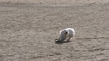 Coton de Tulear Dog, Female running on the sand, Camargue in the south east of France, Slow motion
