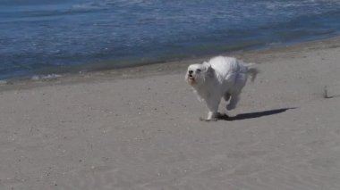 Coton de Tulear Dog, Female running on the beach, Camargue in the south east of France, Slow motion