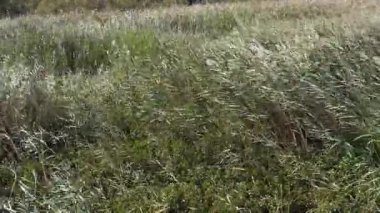 Wind in the Reeds, Scamandre park in Camargue, in the South East of France, slow motion
