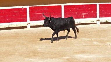 Bull during a Camarguaise race, a sport in which participants try to catch award-winning attributes fixed to the forehead and the horns of a bull named cocardier, Les Saintes Maries de la Mer in the Camargue, South East of France, Slow Motion