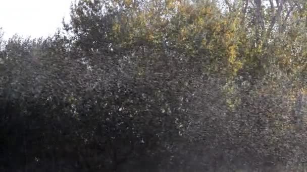 Soil Watering Camargue South East France Rain Slow Motion — Stock Video