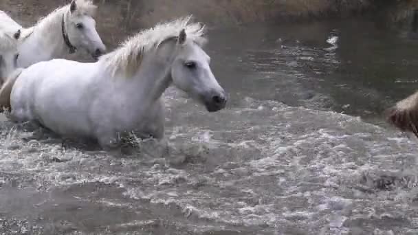 Cavalo Camargue Rebanho Atravessando Rio Saintes Marie Mer Camargue Sul — Vídeo de Stock
