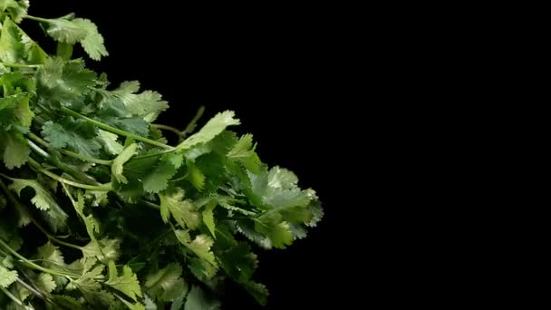 Cilantro Coriandrum Sativum Hierbas Frescas Contra Fondo Negro Cámara Lenta — Vídeos de Stock