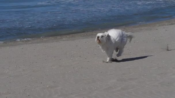 Coton Tulear Dog Mujer Corriendo Por Playa Camargue Sureste Francia — Vídeo de stock