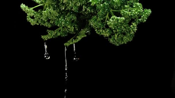 Friesische Petersilie Petroselinum Crispum Mit Wasserspritzern Auf Schwarzem Hintergrund Zeitlupe — Stockvideo