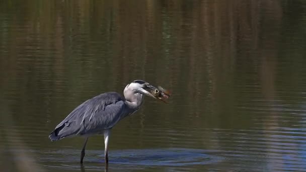 Grey Heron Ardea Cinerea Adult Waterhole Ψάρεμα Camargue South East — Αρχείο Βίντεο