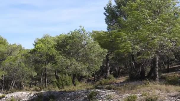 Paysage avec pins près de Maussane Les Alpilles dans le sud-est de la France, ralenti 