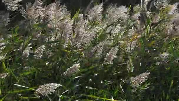 Viento Las Cañas Parque Scamandre Camargue Sureste Francia Cámara Lenta — Vídeo de stock