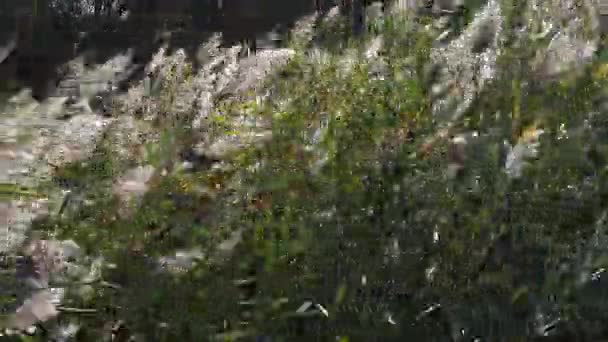 Wind Reeds Parco Scamandre Camargue Nel Sud Est Della Francia — Video Stock