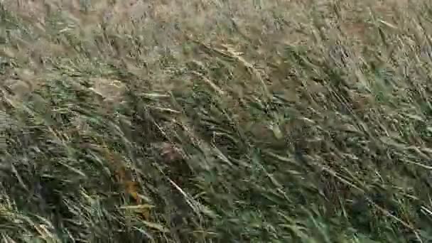 Wind Reeds Scamandre Park Camargue South East France Slow Motion — Stok video