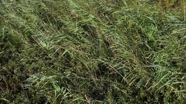 Viento Las Cañas Parque Scamandre Camargue Sureste Francia Cámara Lenta — Vídeos de Stock