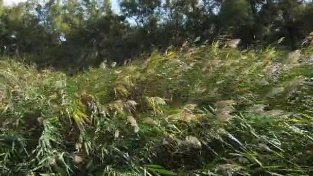 Wind Reeds Scamandre Park Camargue South East France Slow Motion — 비디오