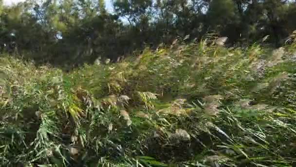 Viento Las Cañas Parque Scamandre Camargue Sureste Francia Cámara Lenta — Vídeo de stock